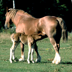 וטרינר בעלי חיים וחיות מחמד