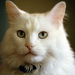 ������ ����� �������