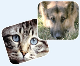 ���� ����� ���� ������ �����